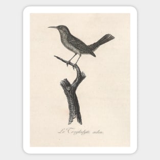 The Aedon Wren Sticker